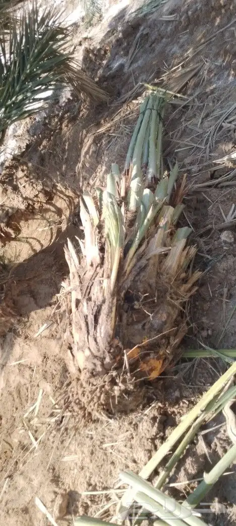 ودي نخل فسايل نخل شتل نخيل بانواع مختلفه 11