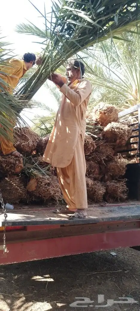 ودي نخل فسايل نخل شتل نخيل بانواع مختلفه 5