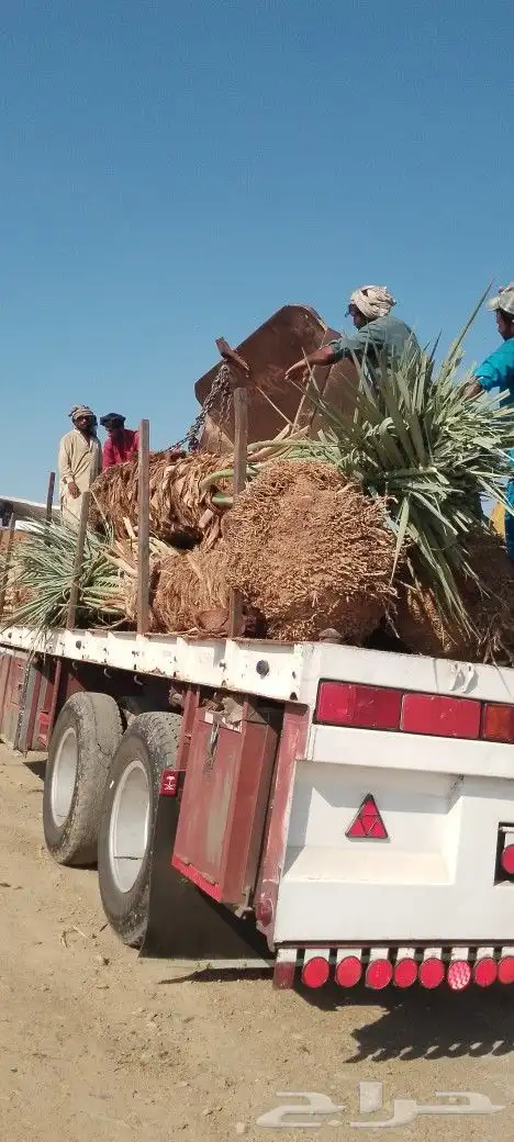 ودي نخل فسايل نخل شتل نخيل بانواع مختلفه 7