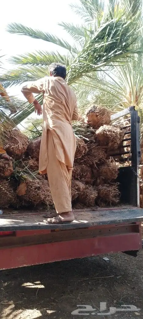 ودي نخل فسايل نخل شتل نخيل بانواع مختلفه 4