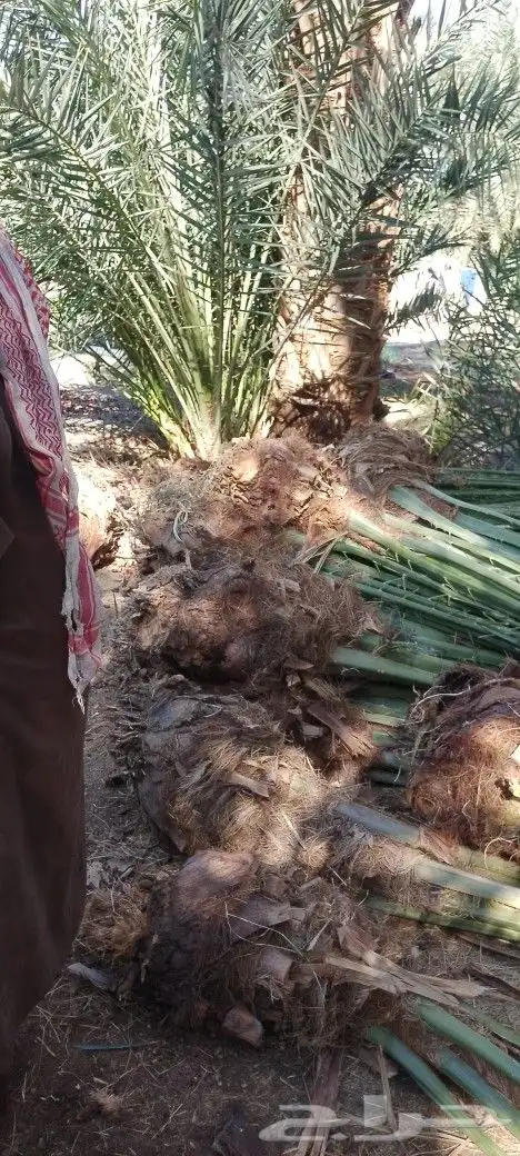 ودي نخل فسايل نخل شتل نخيل بانواع مختلفه 3