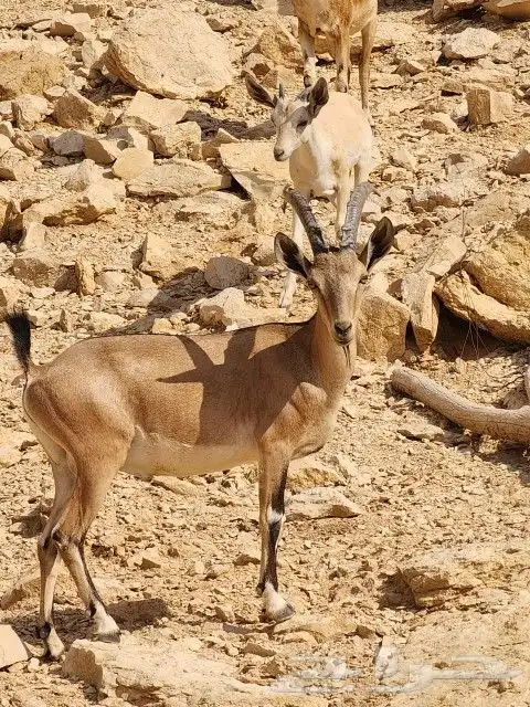 فحل هجين وعل مطور 1