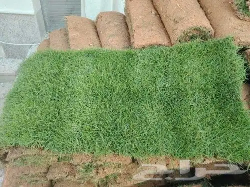 ثيل سي 2000 صافي وطبيعي جراده قولي 1