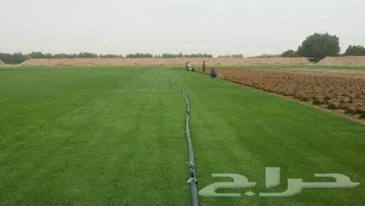 نجيل طبيعي 0