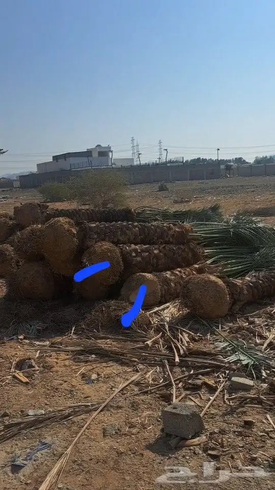 نخل للبيع عربي ووشنطني 5