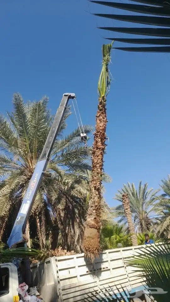 يوجد جميع انوع انخل ازينه والعربي 3