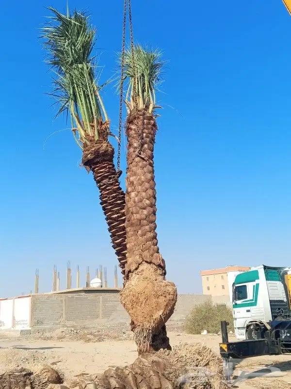نخل للبيع عربي ووشنطني 0