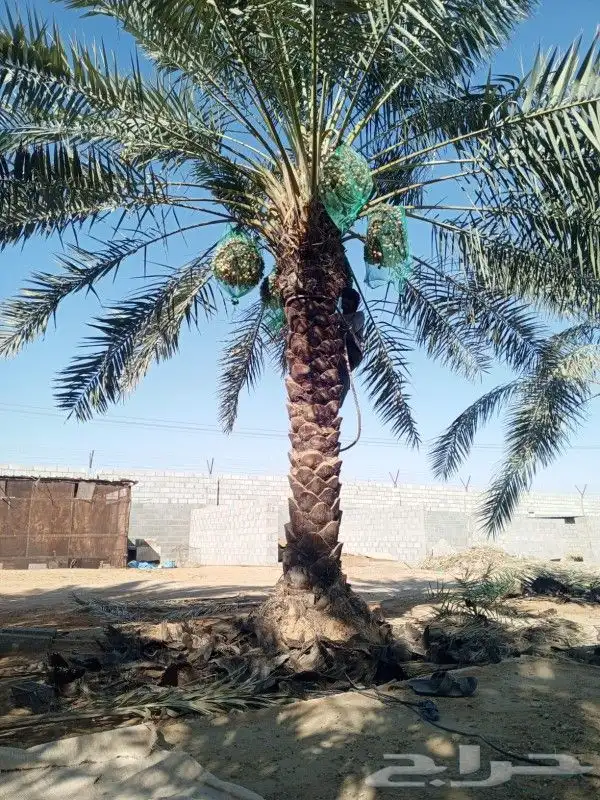 يوجد جميع انوع انخل ازينه والعربي 6