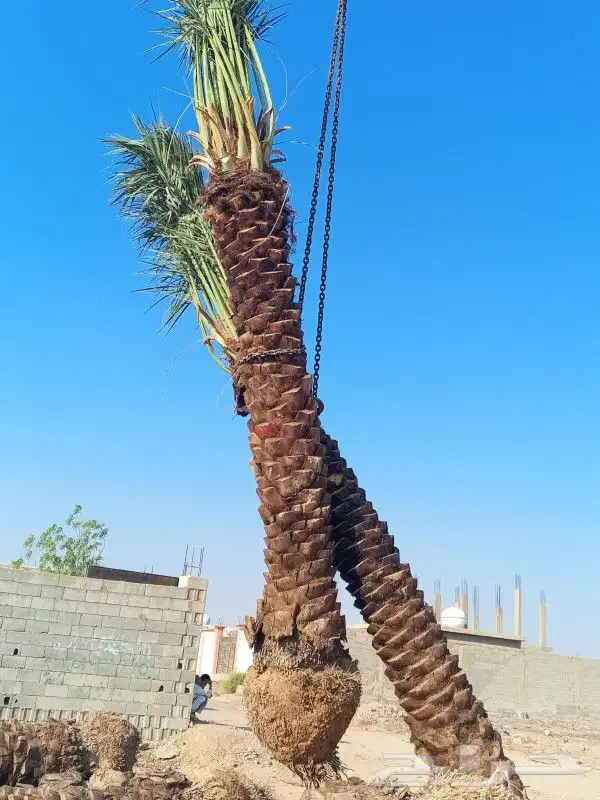 نخل للبيع عربي ووشنطني 2