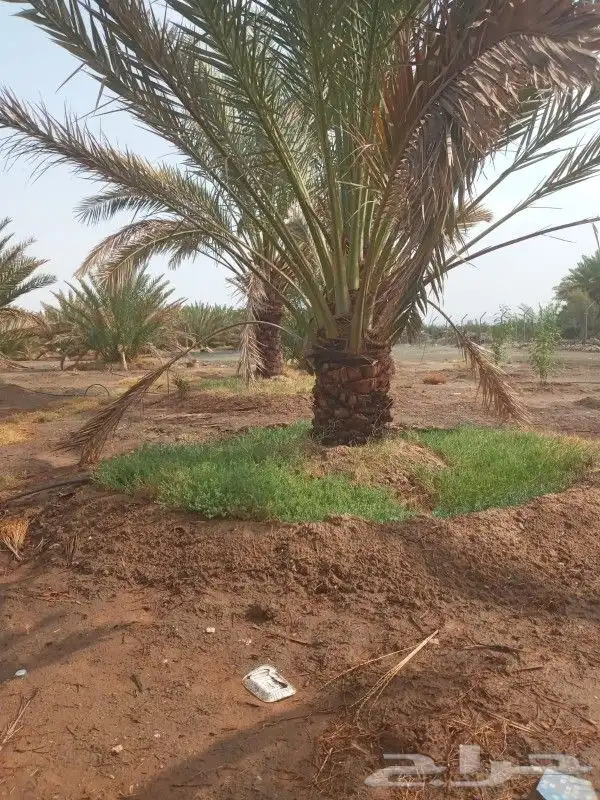 نخل عربي ونخل زين وزيتون كميات 0