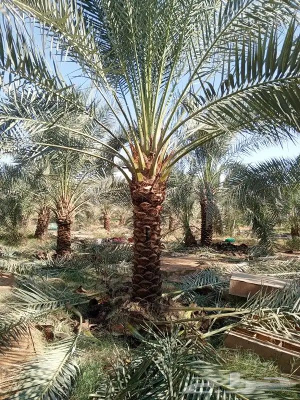 يوجد جميع انوع انخل ازينه والعربي 0