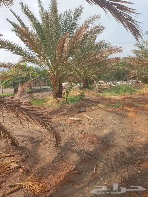 نخل عربي ونخل زين وزيتون كميات 1