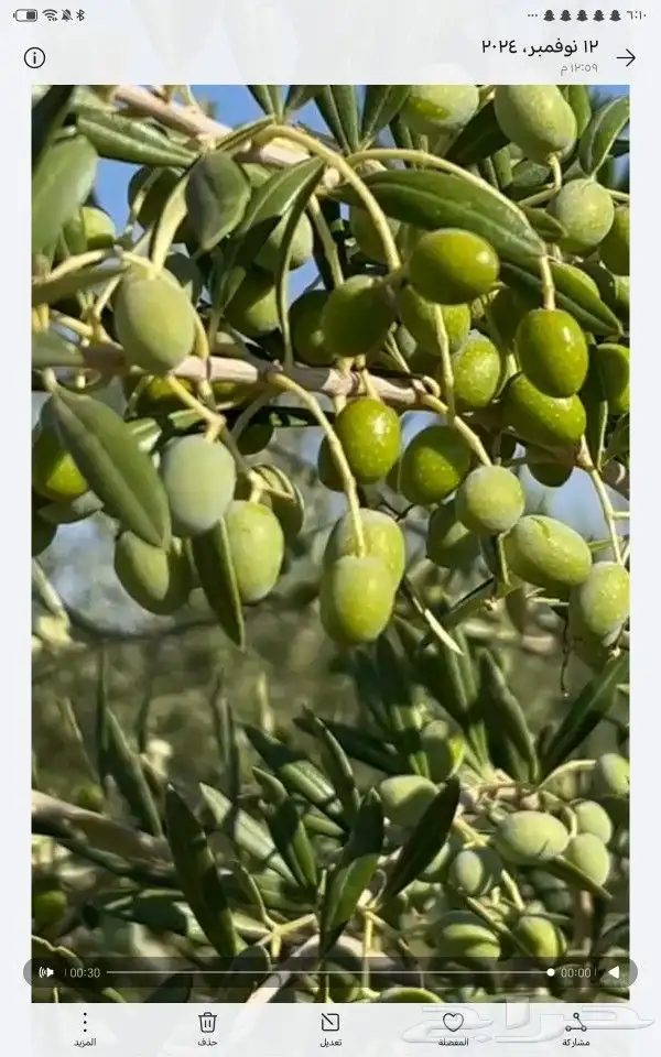 اول عصرة لزيت الزيتون الجوف 1