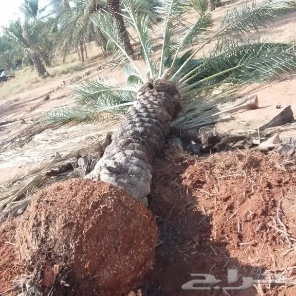 نخيل 0