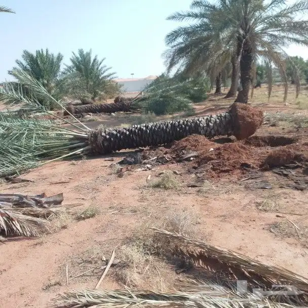نخيل 2