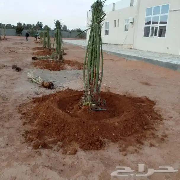نخيل 5