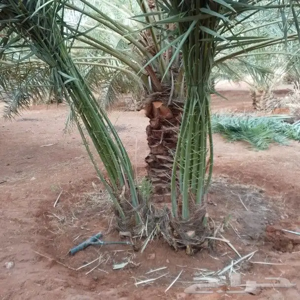 نخيل 9