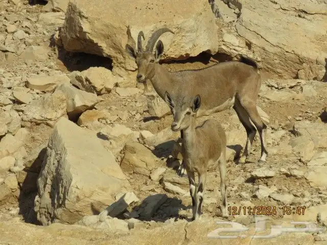 فحل هجين وعل مطور 4