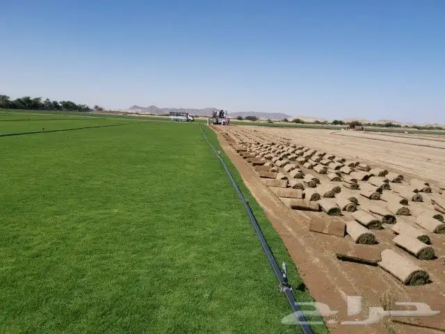 نجيل طبيعي 1