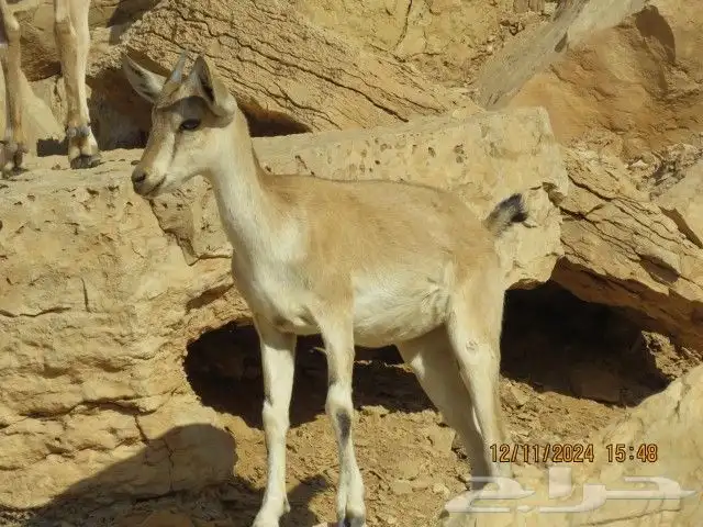 فحل هجين وعل مطور 5