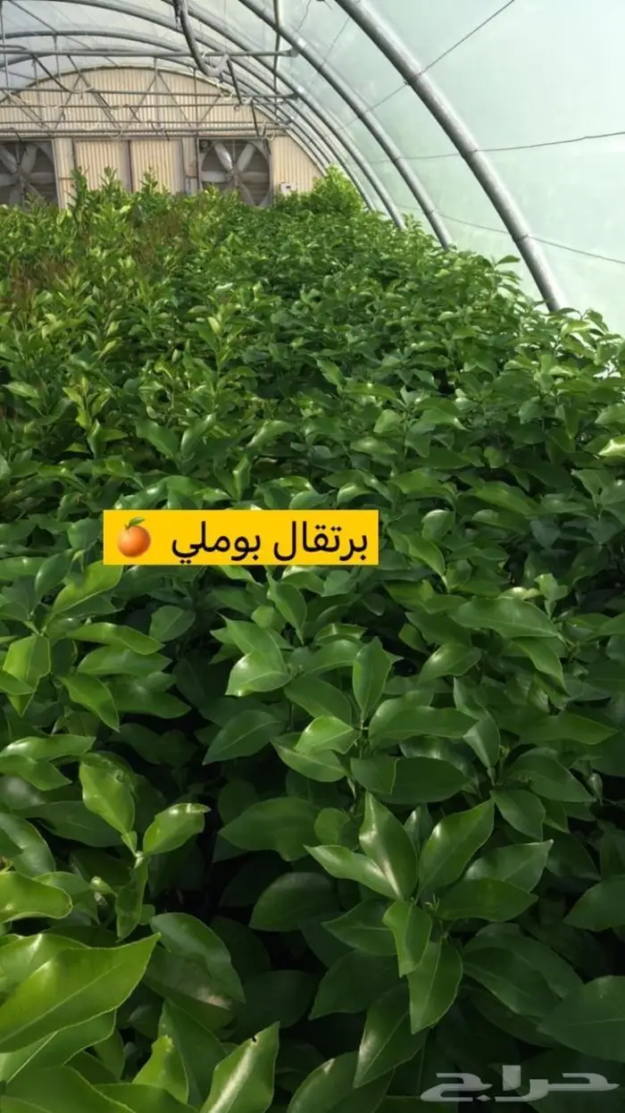 مزرعة لانتاج اشجار الحمضيات 5