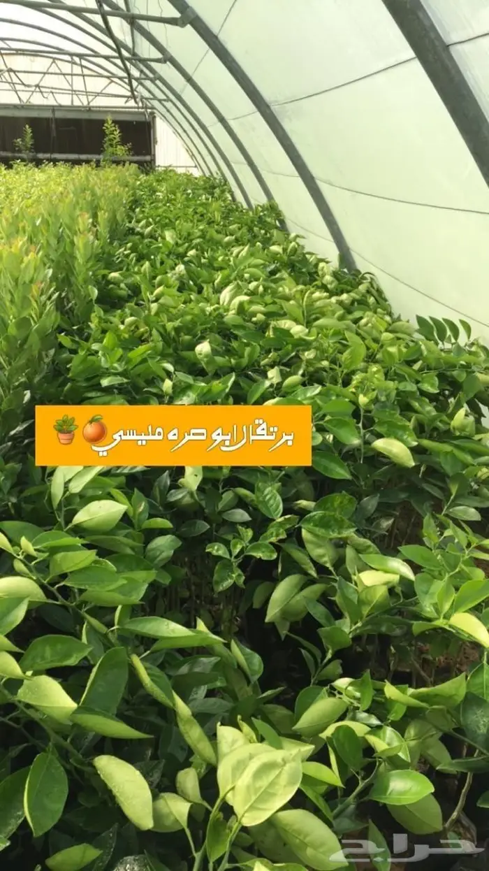 مزرعة لانتاج اشجار الحمضيات 22