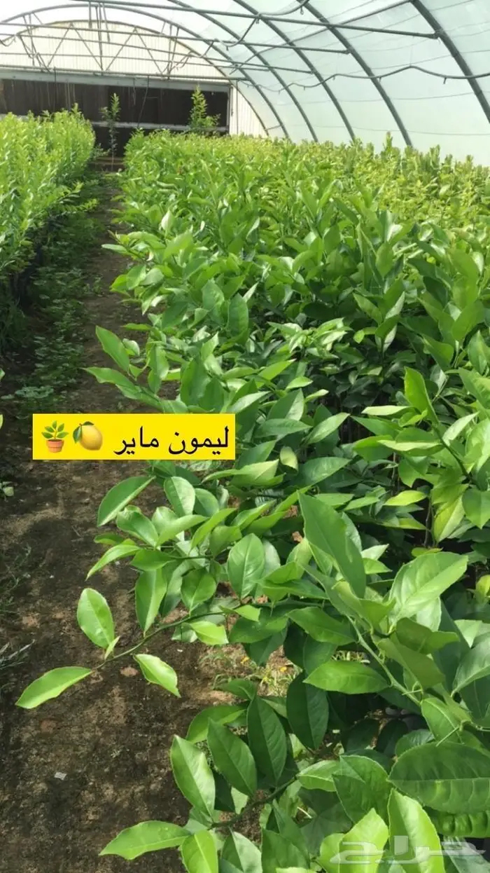 مزرعة لانتاج اشجار الحمضيات 24