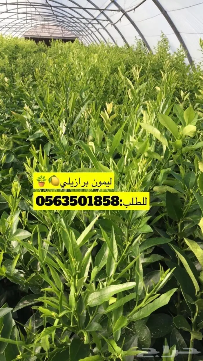 مزرعة لانتاج اشجار الحمضيات 26