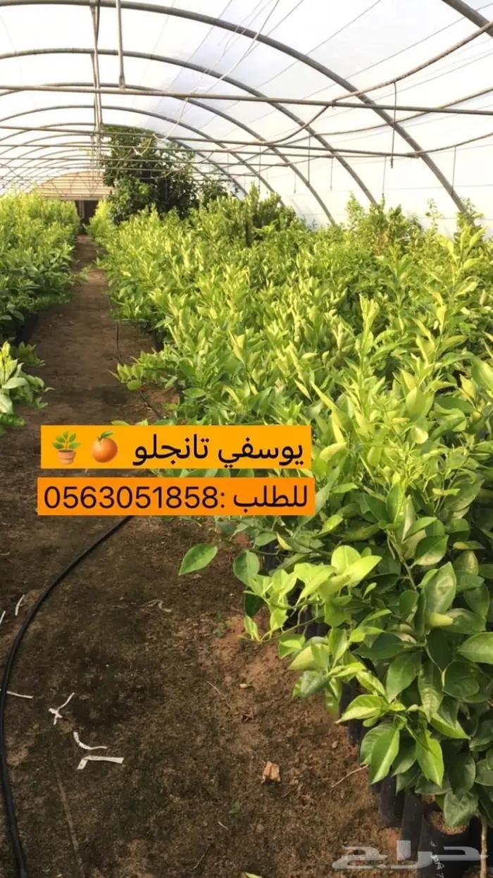 مزرعة لانتاج اشجار الحمضيات 29