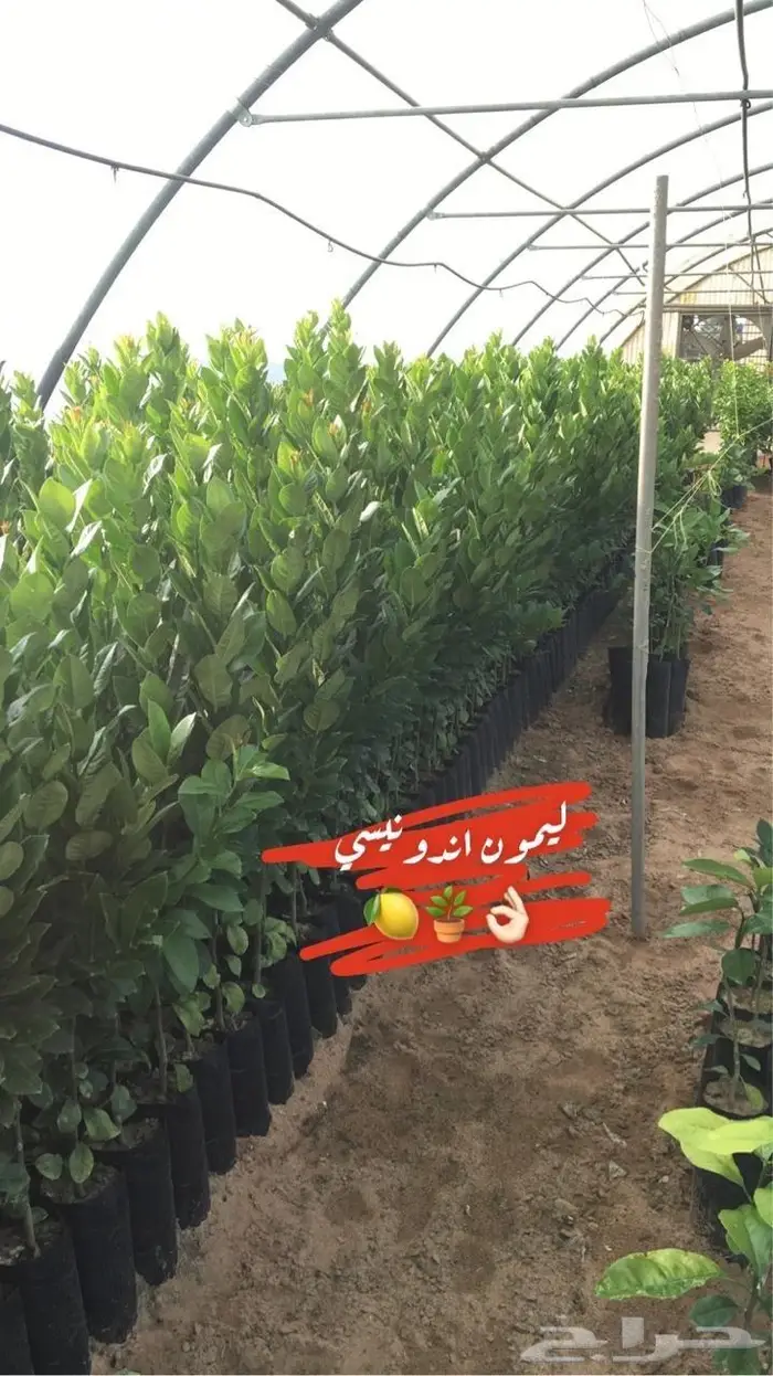 مزرعة لانتاج اشجار الحمضيات 3