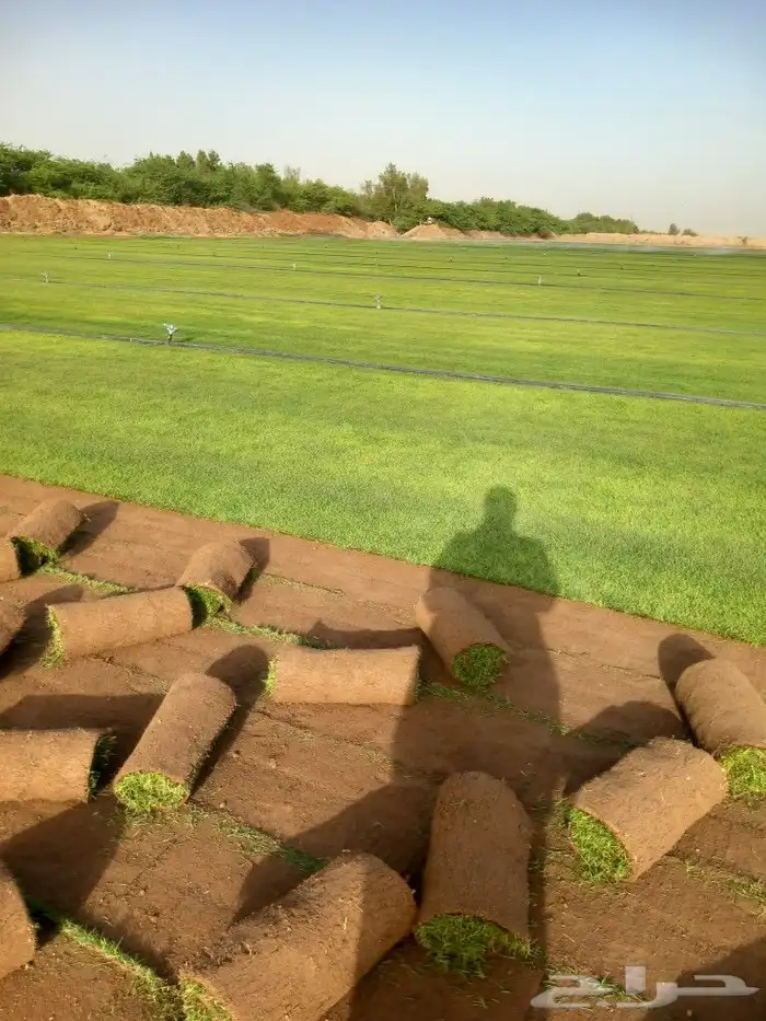 نجيل طبيعي 6