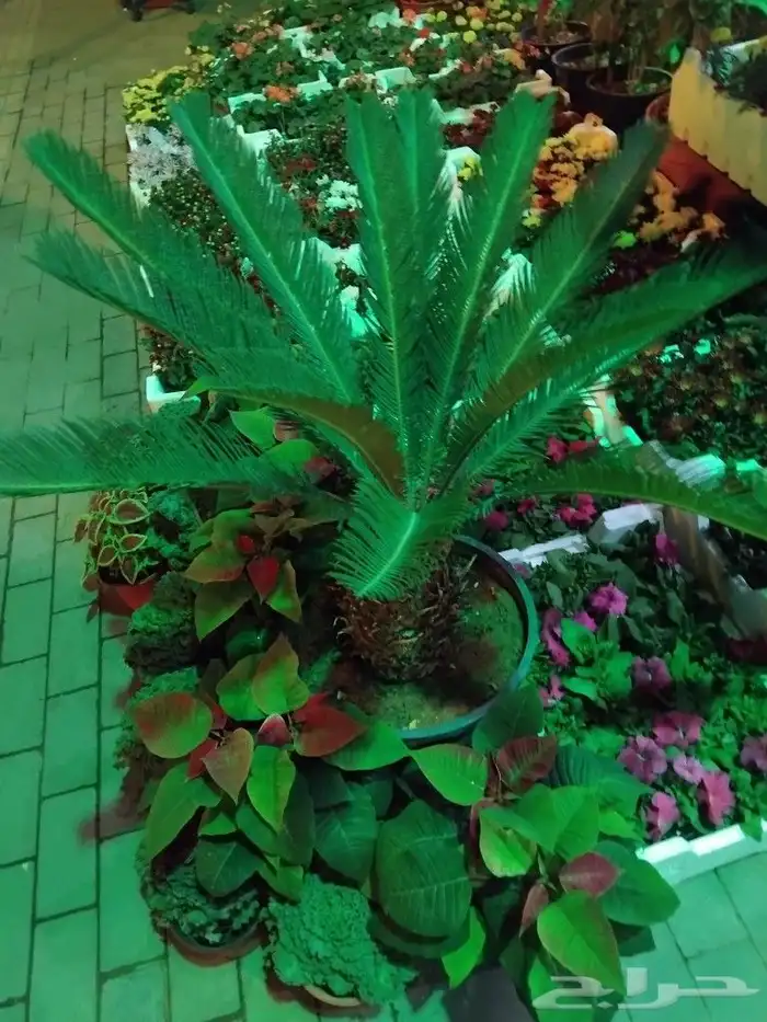 مشتل ابوياسر لزراعة الحديقه 2