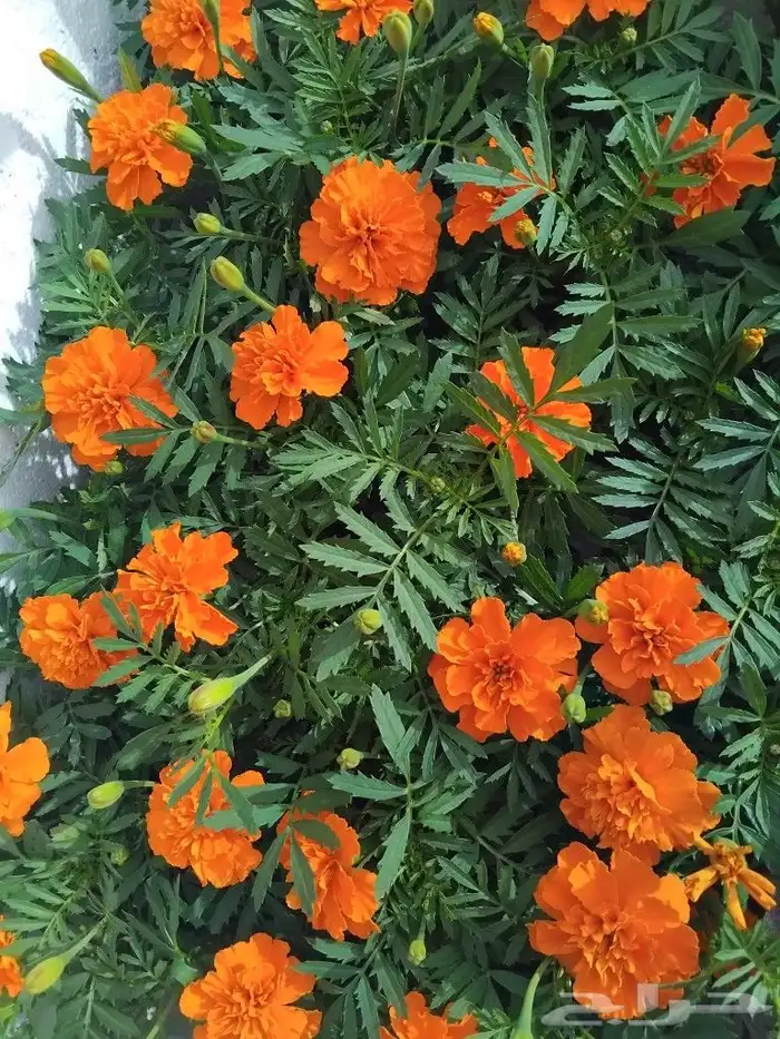 مشتل ابوياسر لزراعة الحديقه 7