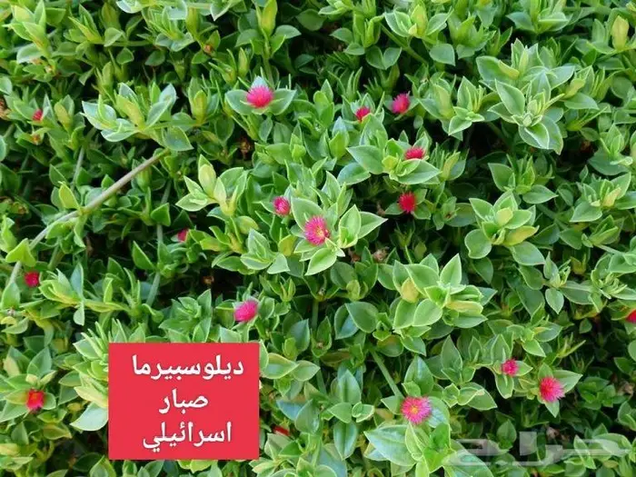 نباتات الزينة مغطيات تربه 2