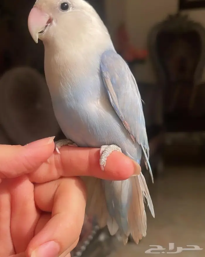 للبيع ببغاء الروز الأزرق الأنيق 2