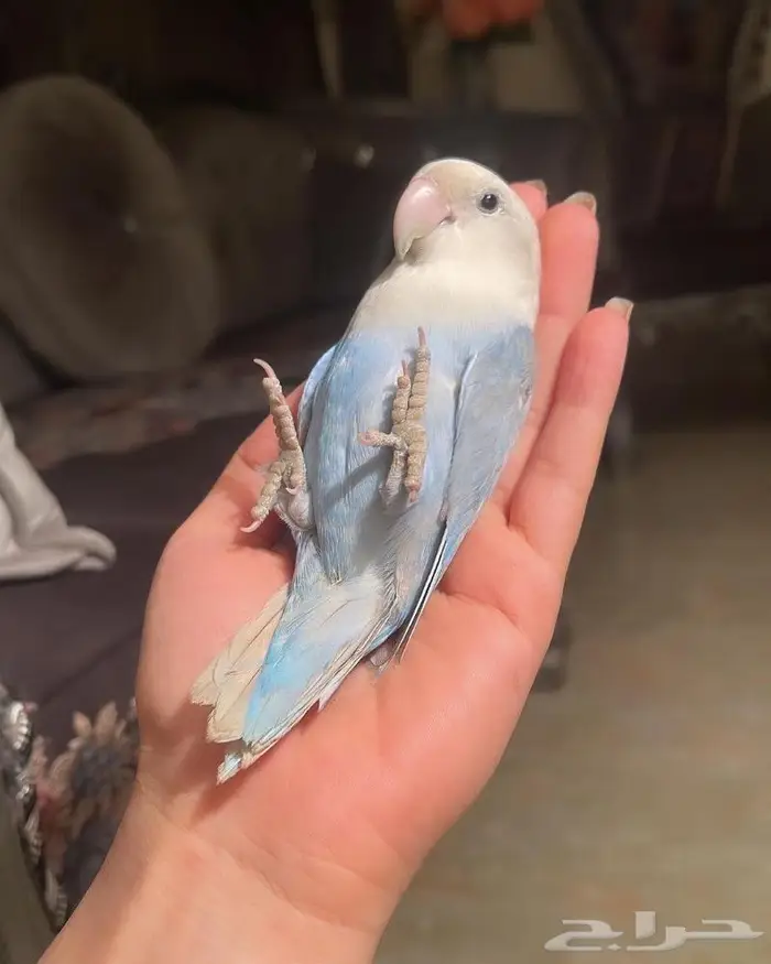 للبيع ببغاء الروز الأزرق الأنيق 3