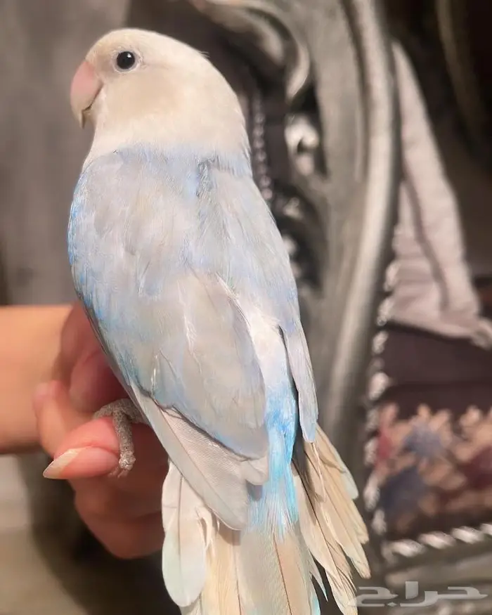للبيع ببغاء الروز الأزرق الأنيق 6