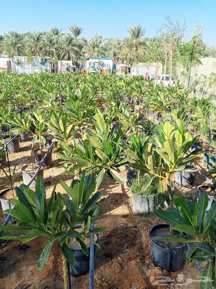 أشجار ياسمين هندي 0