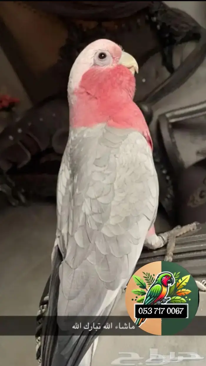 للبيع ببغاء الروز الأزرق الأنيق 7