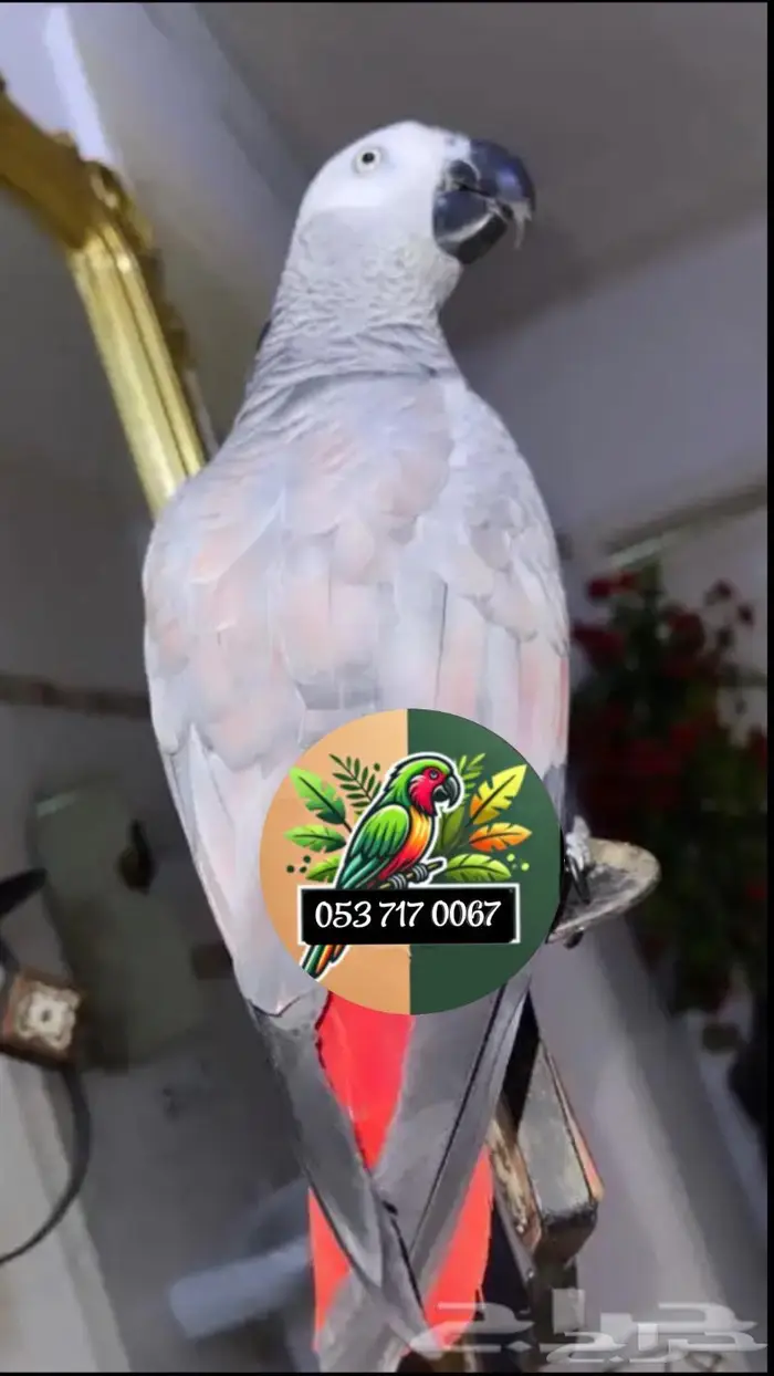 للبيع ببغاء الروز الأزرق الأنيق 8