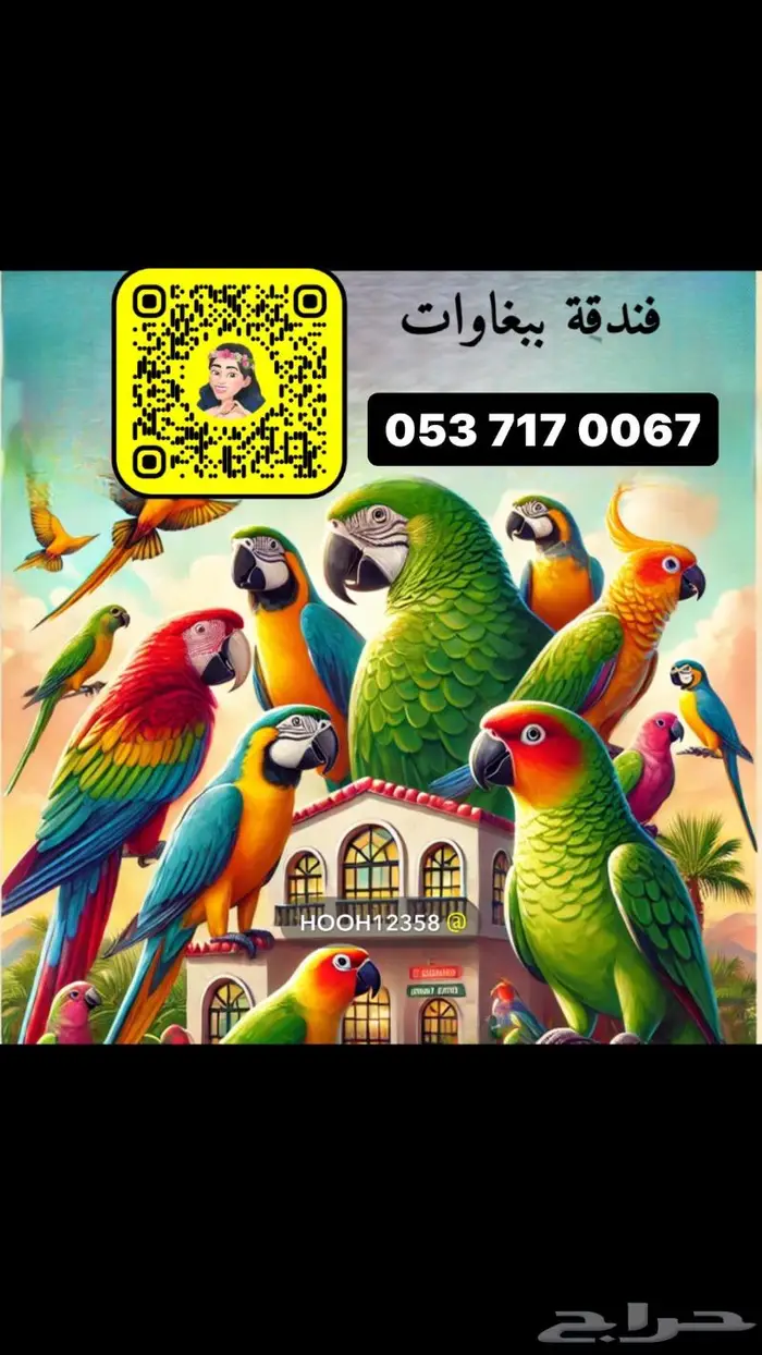 للبيع ببغاء الروز الأزرق الأنيق 10