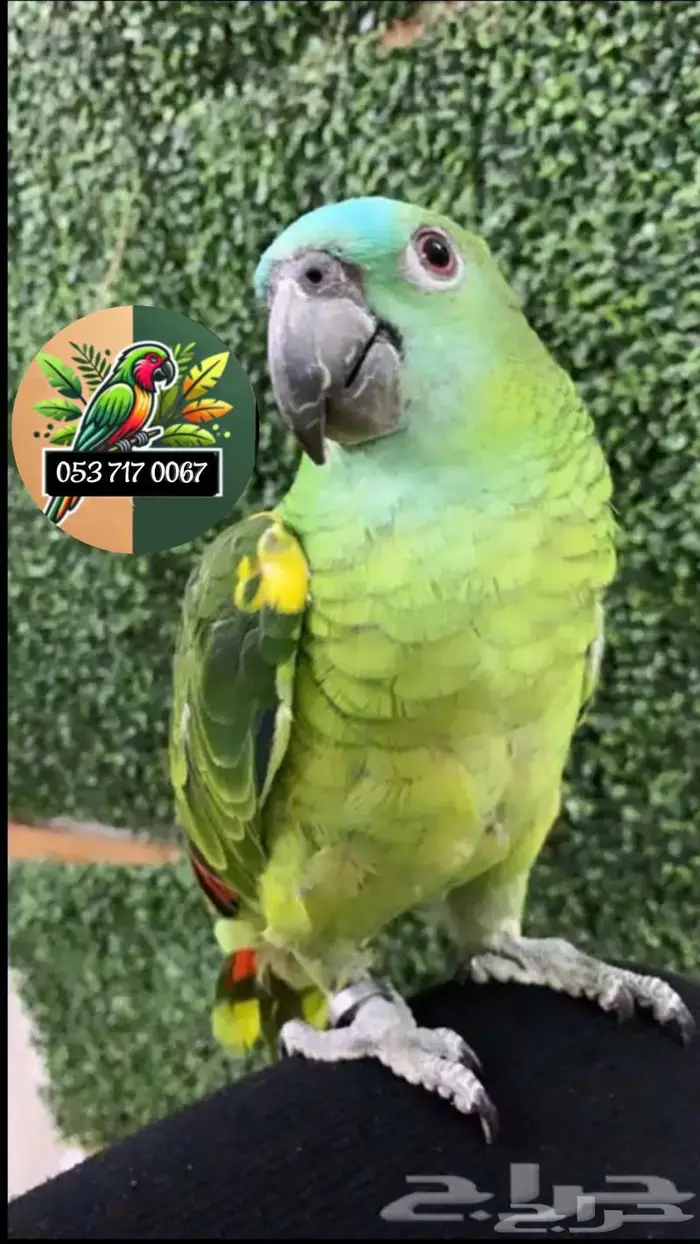 للبيع ببغاء الروز الأزرق الأنيق 11
