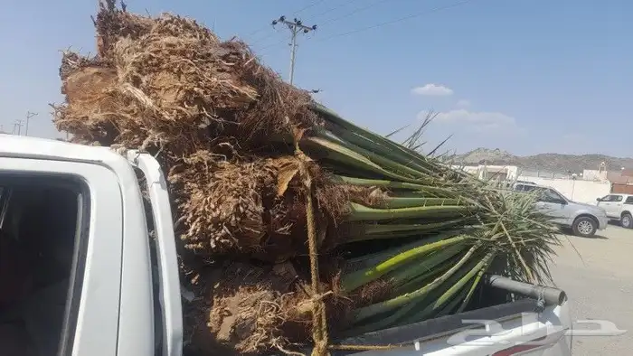 نخيل 6
