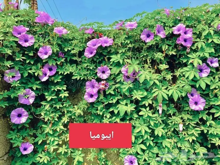 نباتات الزينة مغطيات تربه 1