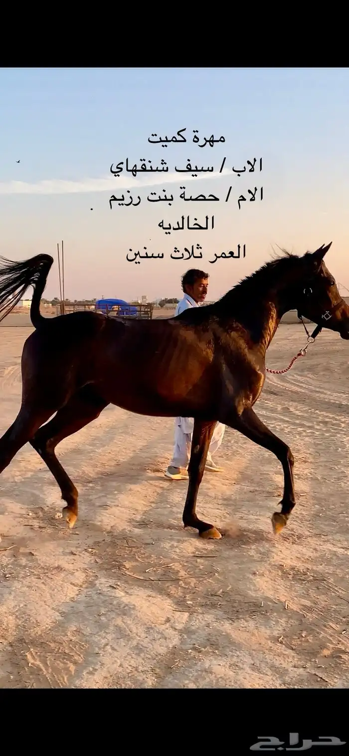 مهرة كميت حمراء (( تم البيع )) 0