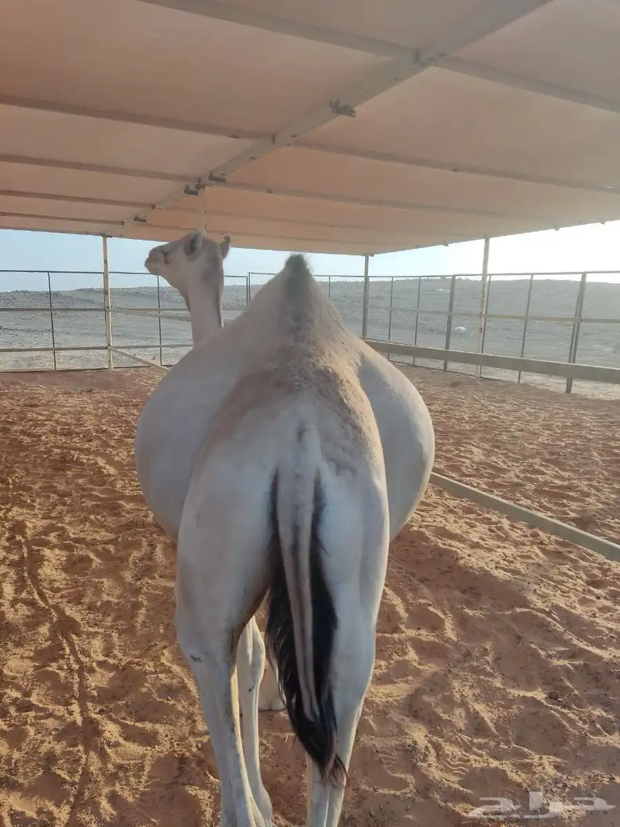 قعدان ساحلية طيبه جدا ومحصنه 0