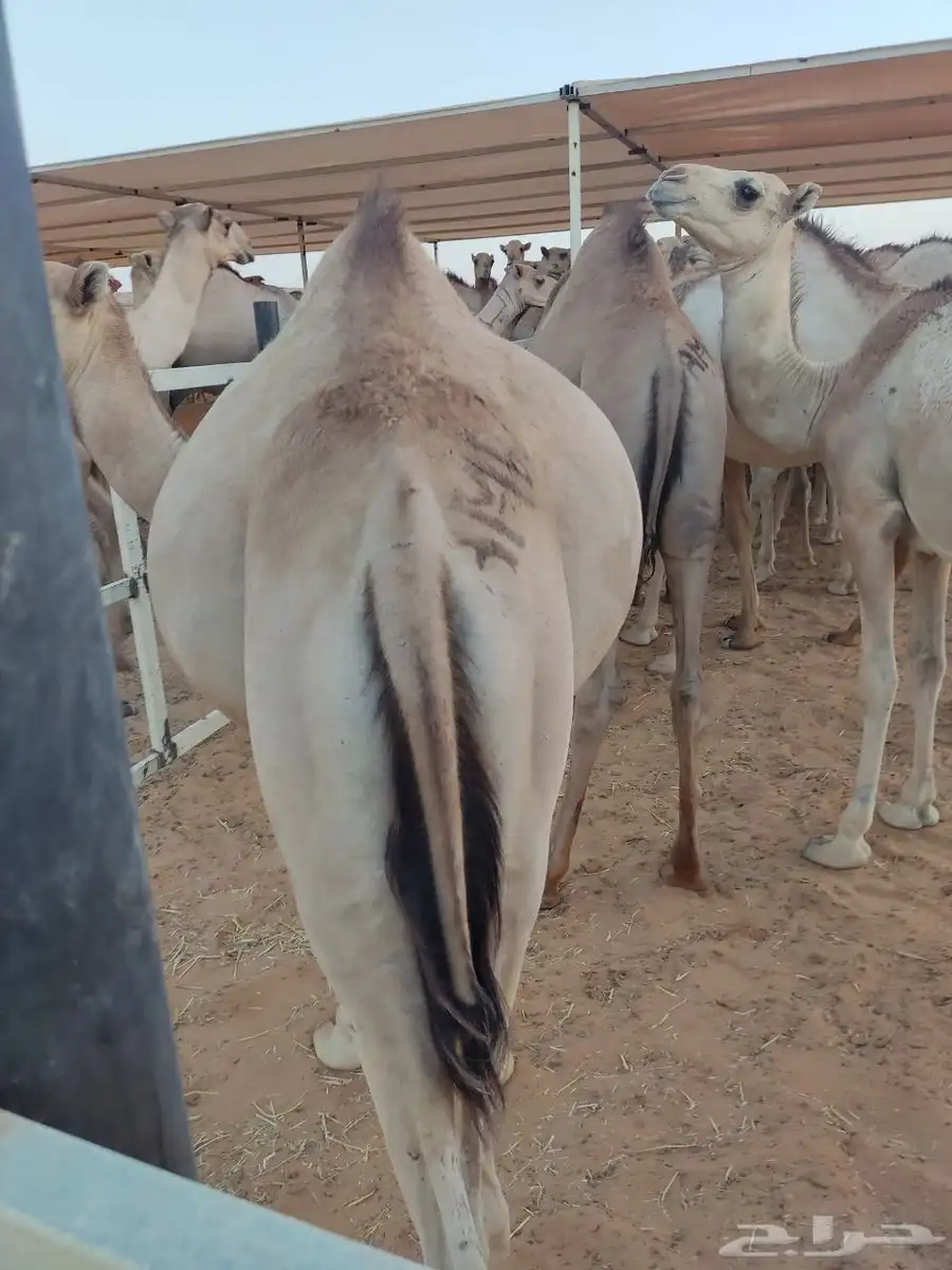 قعدان ساحلية طيبه جدا ومحصنه 1