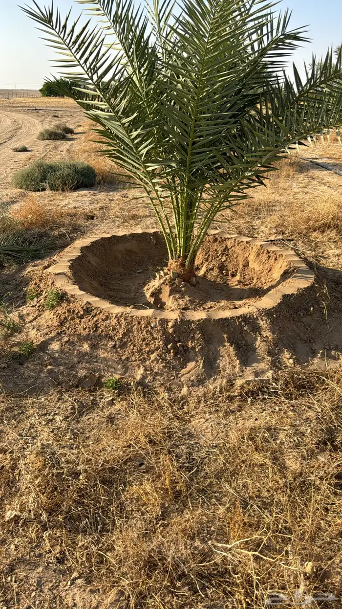 تخصص نخل وشبوك بجميع انحاالمملكه دقتن فلعمل وسرعتن 14
