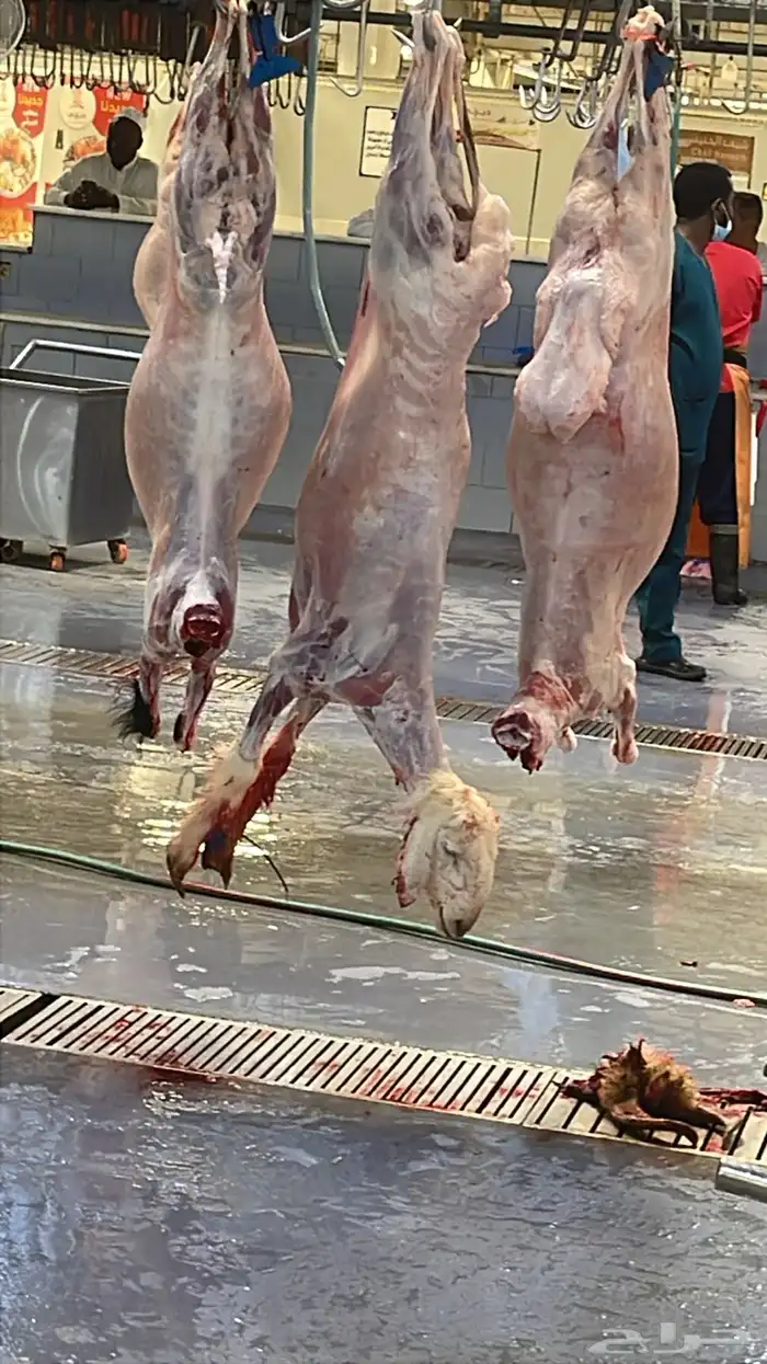 خرفان نجد كاش او تابي او تمارا الرياض 3