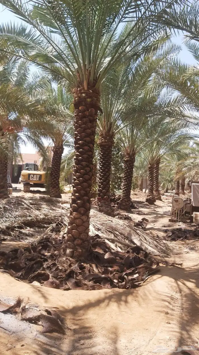 تخصص نخل وشبوك بجميع انحاالمملكه دقتن فلعمل وسرعتن 3